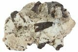 Permian Reptile Vertebrae & Bone Fragments - Oklahoma #79500-1